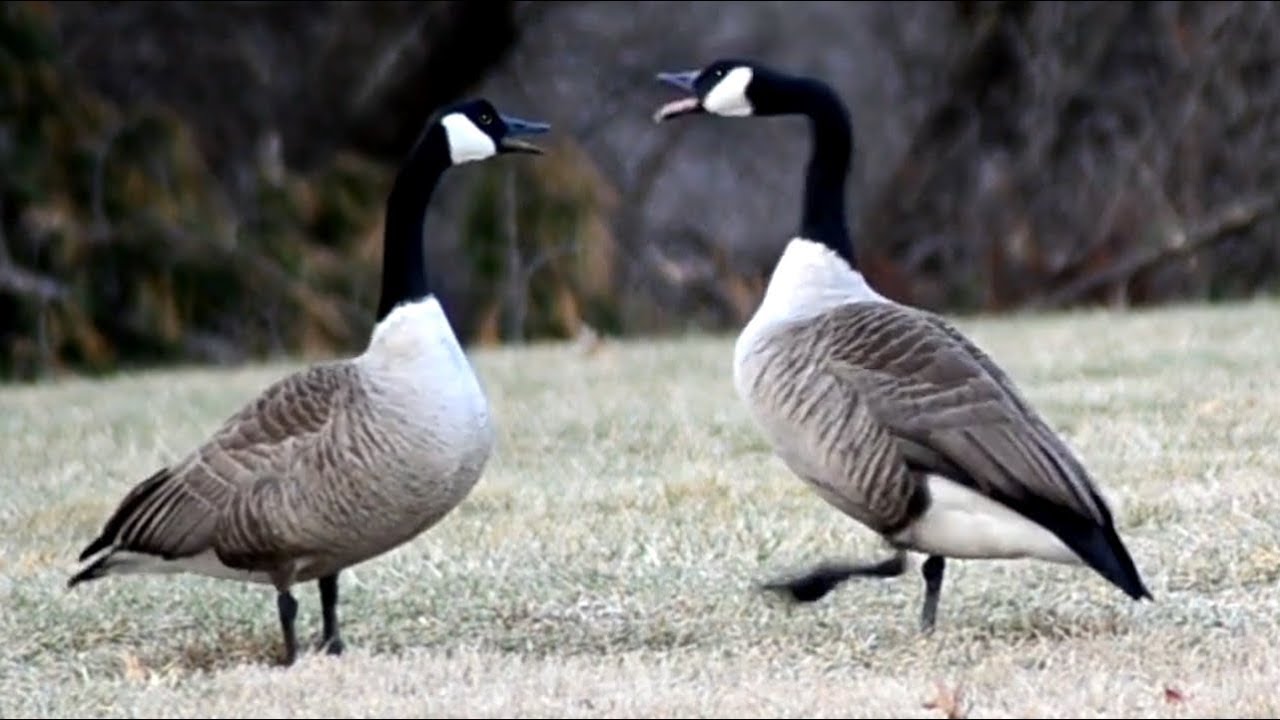 Honking Canada geese!